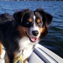 Zeke - Miniature American Shepherd