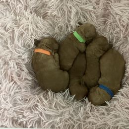 Cockapoo Puppies from Martin's Cockapoos