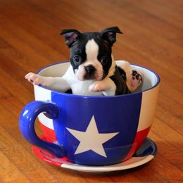 Boston Terrier and Italian Greyhound Puppies from 4Ever Boston Terriers & Italian Greyhounds