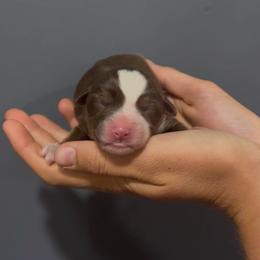 Sasha - Red tri female Miniature Australian Shepherd puppy in North Lakeport, California from Wild Rose Ranch