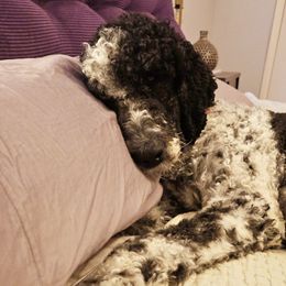 Stella - Labradoodle