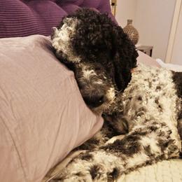 Stella - Labradoodle