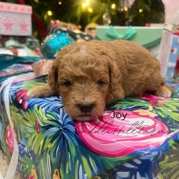 Joy - Cream female Goldendoodle puppy in Rienzi, Mississippi from Saddle Hill Farms