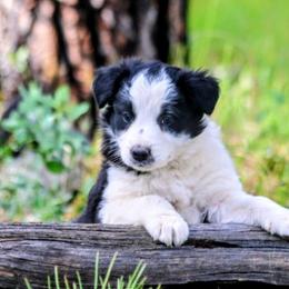 Stevie - Black and white female Border Collie puppy in Custer, South Dakota from Pinpoint Border Collies
