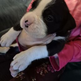Rozie - Brindle female Boxer puppy in Pine River, Wisconsin from Jenks Boxers