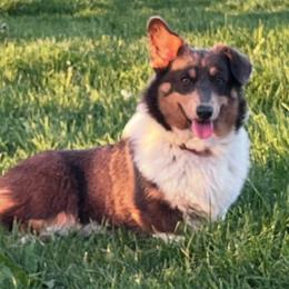 Renna - Gray and white female American Corgi puppy in Heyworth, Illinois from Schumaker Corgis