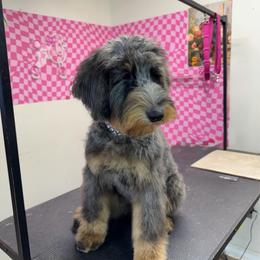 Lainey - female Golden Mountain Doodle puppy in Hackleburg, Alabama from The Doodle Patch