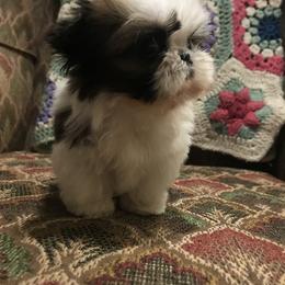 Shih Tzu Puppies from Willow Lane Shih Tzus