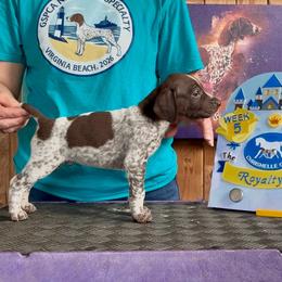 Prince Charming - Liver and white male German Shorthaired Pointer puppy in North Branch, Minnesota from Chrishelle Farm