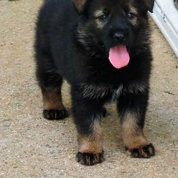 German Shepherd Puppies from Vom Hallynn Haus