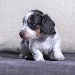 Steel - Blue and cream male Dachshund puppy in Copperas Cove, Texas from Creme de la Creme Dachshunds