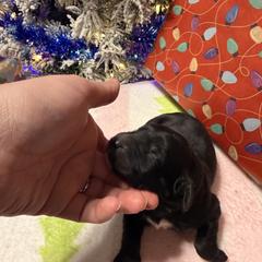 Fudge - Black male Double Doodle puppy in Chesapeake, Virginia from Doodle-Cove