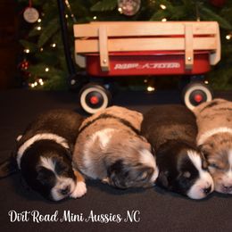 Miniature Australian Shepherd Puppies from Dirt Road Mini Aussies