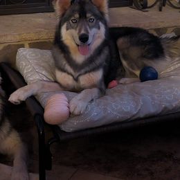 Zz - Siberian Husky