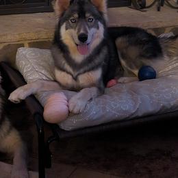 Zz - Siberian Husky