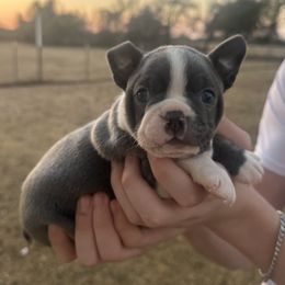 Faith - Blue female Boston Terrier puppy in Brazos Point, Texas from TX Southern Belle Bostons