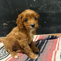 Cappuccino - Red male Cavapoo puppy in River Falls, Wisconsin from Dottie's Doodles