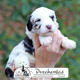 Pocahontas - Blue merle and white female Sheepadoodle puppy in Cleveland, Tennessee from Narrow Path Old English & Sheepadoodles