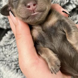 Dachshunds from Hidden Valley Hounds