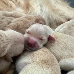Girl 4 - Golden female Golden Retriever puppy in Menifee, California from The Golden Leash Kennels