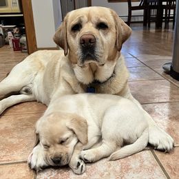Labrador Retrievers from Maple Labradors