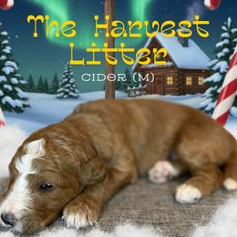 Cider - Red  male Goldendoodle puppy in Houston, Texas from Golden Life Doodles