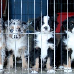 Australian Shepherd Puppies from Sliding S Australian Shepherds