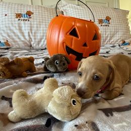 Roo - Cream female Dachshund puppy in Homedale, Idaho from Jeff & Joette
