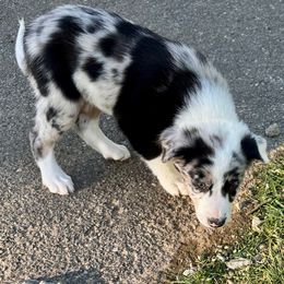 Flame - White and blue merle Border Collie puppy in Rickman, Tennessee from Roaring River Border Collies