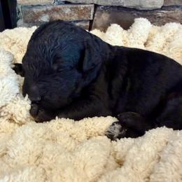 Splash - Black male Goldendoodle puppy in Wyandotte, Oklahoma from Goldendoodles of NE OK