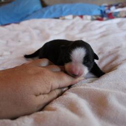 Chilli - Black tri-color female Australian Shepherd puppy in Sonoita, Arizona from Gardner Canyon Kennels