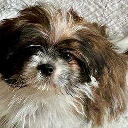 Bandit - Black and white male Shih Tzu puppy in Victorville, California from Precioustzus