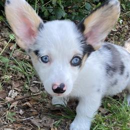 American Corgi and Pembroke Welsh Corgi Puppies from Swell Corgis