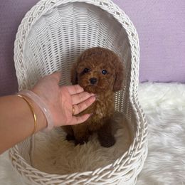 Tree(AKC) - Red  male Poodle puppy in Moreno Valley, California from Yanni's Poodle