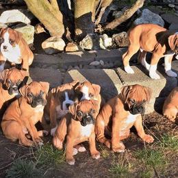 Boxer Puppies from Vincent's Pride Boxers ~ Dudley's Dream Boxers