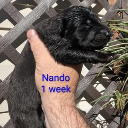 Nando - Bi-color male German Shepherd puppy in Olean, New York from F&B Kennels