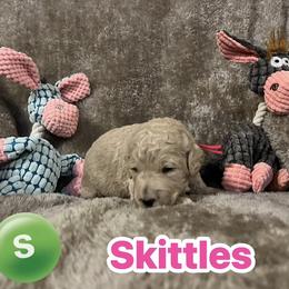 Skittles - Cream female Goldendoodle puppy in Richmond, Texas from Harper’s Heartbeats