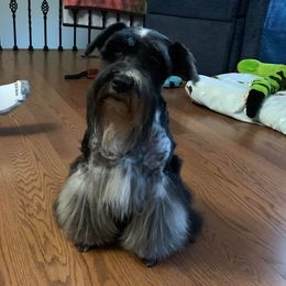 Chickie - Miniature Schnauzer