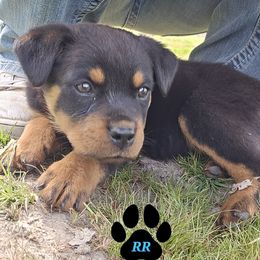 Rottweiler puppies from Raya's Royals