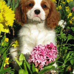 Cavalier King Charles Spaniel Puppies from LynWood Cavaliers