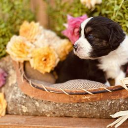 Miniature Australian Shepherd Puppies from Kennedy Kennels