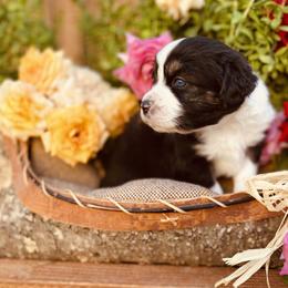 Miniature Australian Shepherd Puppies from Kennedy Kennels