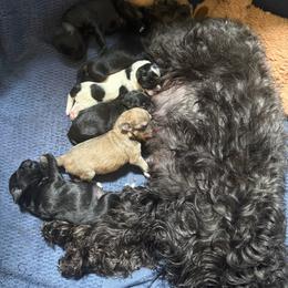 Fortune - Black male Schnoodle puppy in Temple, Texas from Schnauzers Of Taylor