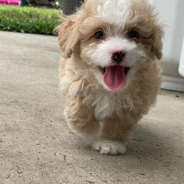 Baylor - Yellow and white male Bernedoodle puppy in Port Saint Lucie, Florida from Eastside Paws LLC
