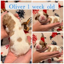 Oliver - Blenheim male Cavalier King Charles Spaniel puppy in Atwater, California from Countryside Royalty Cavaliers