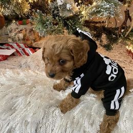 Bernedoodle and Cavapoo Puppies from Sugar Doodles Pups