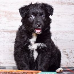 Blitz - Black & white Miniature Australian Shepherd puppy in Marion, Michigan from 4 Seasons Aussies