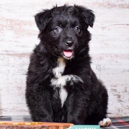 Blitz - Black & white Miniature Australian Shepherd puppy in Marion, Michigan from 4 Seasons Aussies