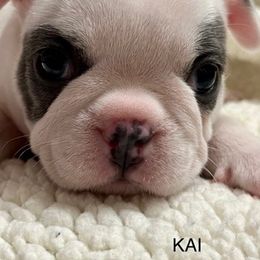 French Bulldogs from Seledkov Frenchies