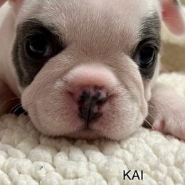 French Bulldogs from Seledkov Frenchies